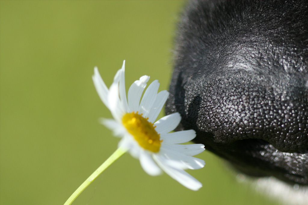 dog nose sniffing white flower