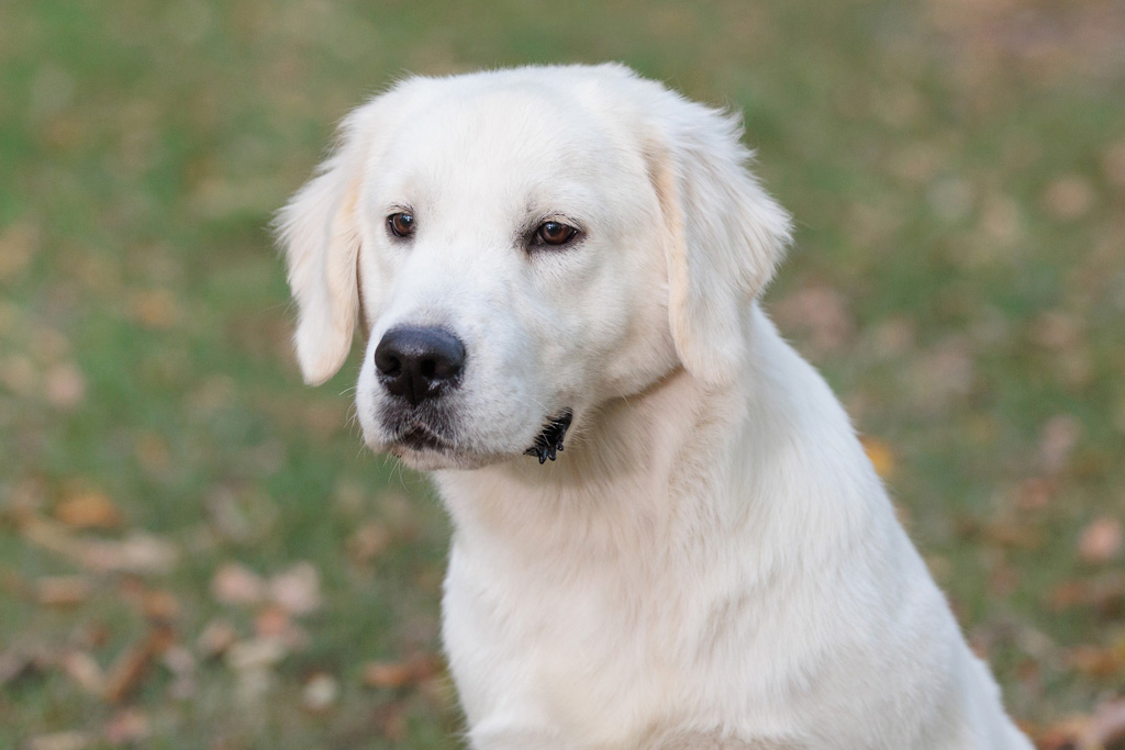 beautiful and gentle english cream golden retriever