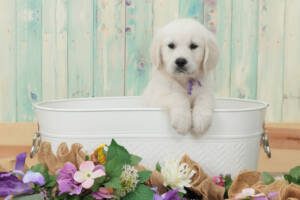 8 Weeks Old