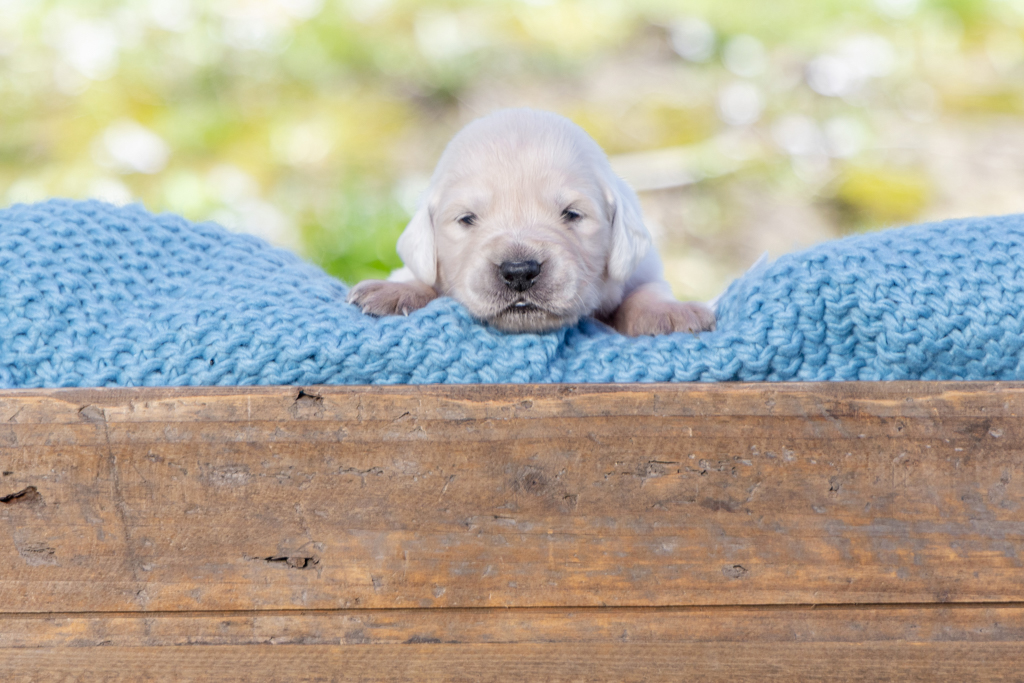 2 Weeks Old