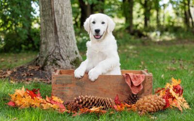Best Practices for Cleaning Your Dog’s Teeth