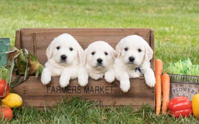 Pet Safety Tips for New Puppy Owners