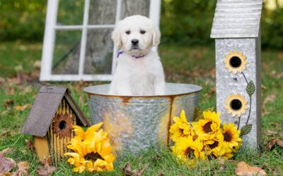 Keeping Your English Cream Safe Outdoors in the Summer