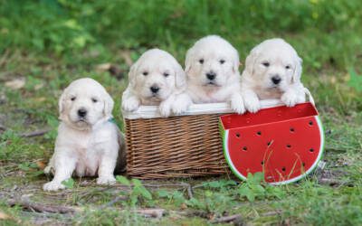 Fun At-home Games to Play with Your Puppy