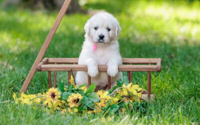 Understanding Dog Nutritional Needs