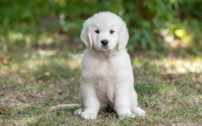Ultimate Guide to Pet-friendly Hotels