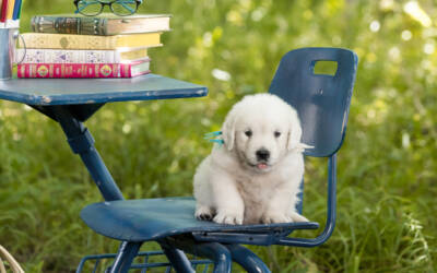 Safety Tips: CBD Oils and Calming Aids for Dogs