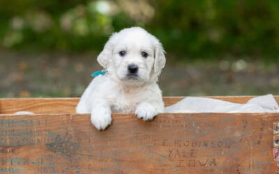 Types of Dog Toys that Fuel Growth