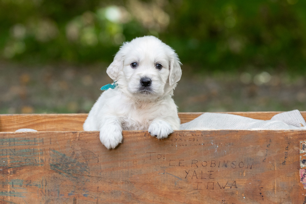 Types of Dog Toys that Fuel Growth