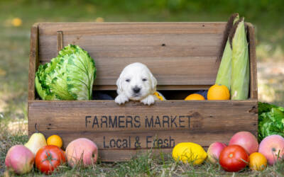 This is the One Thing Puppies Need on Their First Day Home