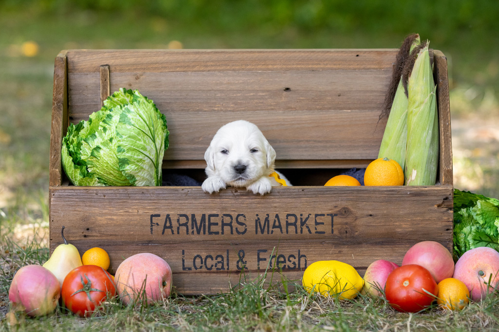 This is the One Thing Puppies Need on Their First Day Home
