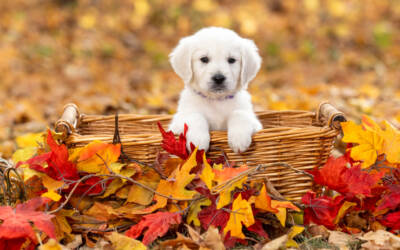 A List of Foods that are Toxic to Dogs