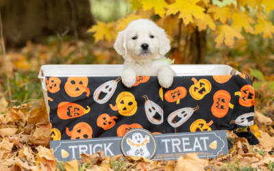 Keeping Pets Safe During Halloween