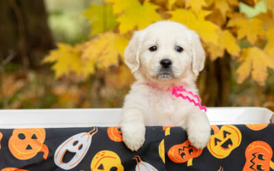 Should I Dress My Dog Up for Halloween?