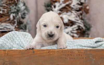 Are English Cream Golden Retrievers High Maintenance?