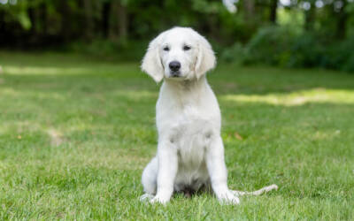 The Quiet Ways Dogs Change a Home (That No One Tells You About)