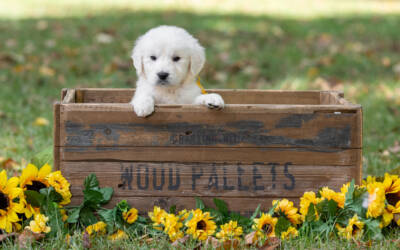 Life After the Puppy Stage: What to Expect from Your English Cream Golden in Year One