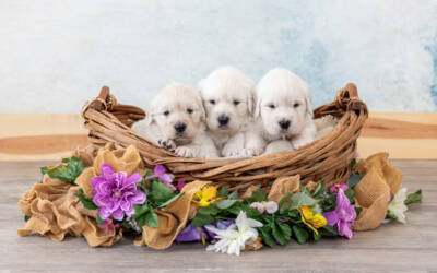 Spring Energy Is Coming: How to Help Your Golden Adjust Smoothly