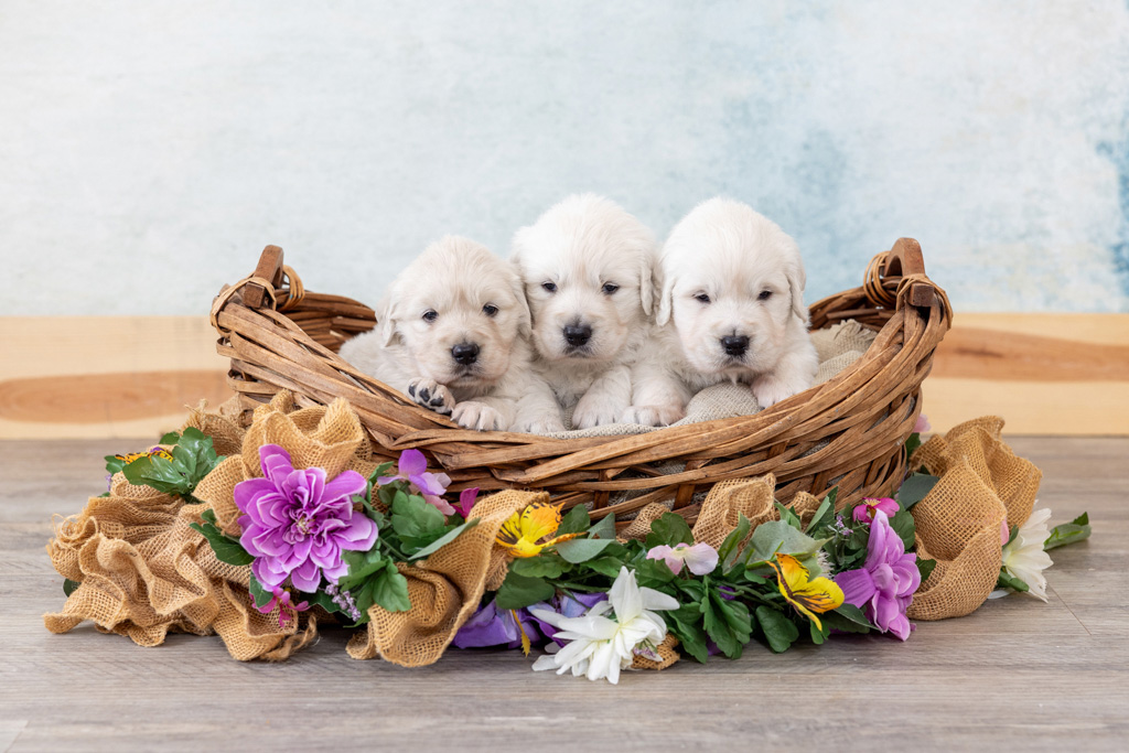 cute english cream golden retriever puppies in a basket with flowers