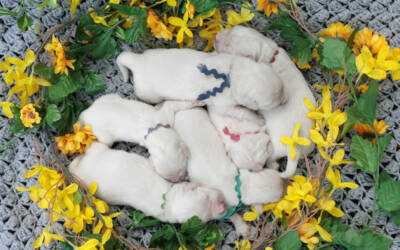 How Dogs Help Children Learn Empathy, Responsibility, and Calm