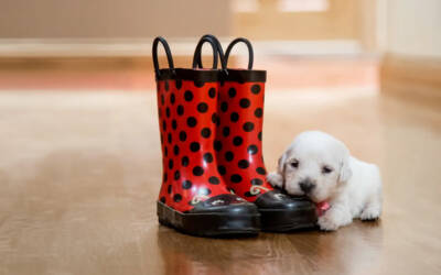 The Human–Dog Bond: Why Some Dogs Feel Like They ‘Just Get You’