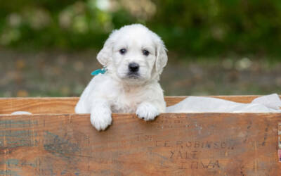 What Makes English Cream Goldens So Adaptable to Family Life?