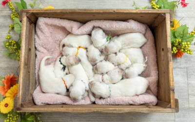 The First 30 Days with Your Puppy: What to Expect