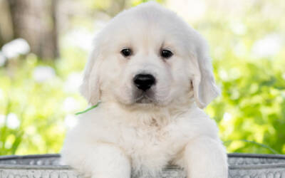 The Power of Scent: Why English Cream Goldens Seem to Know Who Needs Them