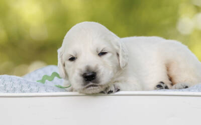 Why Some Goldens Become “Velcro Dogs” (and How to Build Independence)