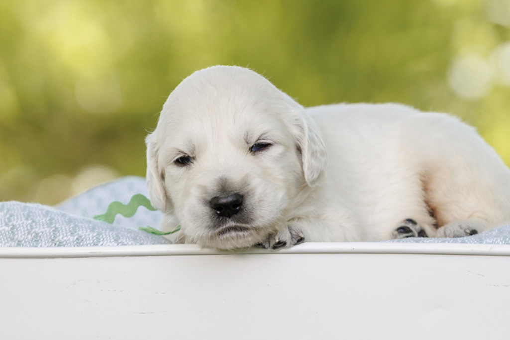 Why Some Goldens Become “Velcro Dogs” (and How to Build Independence)