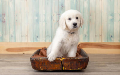 How to Raise a Calm English Cream Golden Retriever in a Busy Household