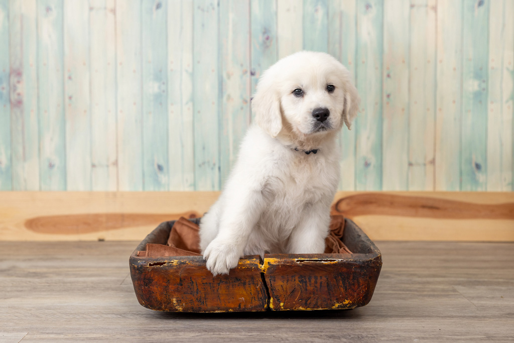 How to Raise a Calm English Cream Golden Retriever in a Busy Household