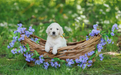 How to Keep Your Golden Safe and Comfortable During Summer Heat