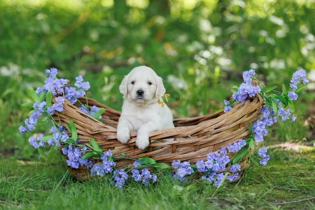 How to Keep Your Golden Safe and Comfortable During Summer Heat