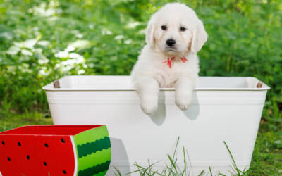 What Your Golden Needs Before Their First Vacation Trip