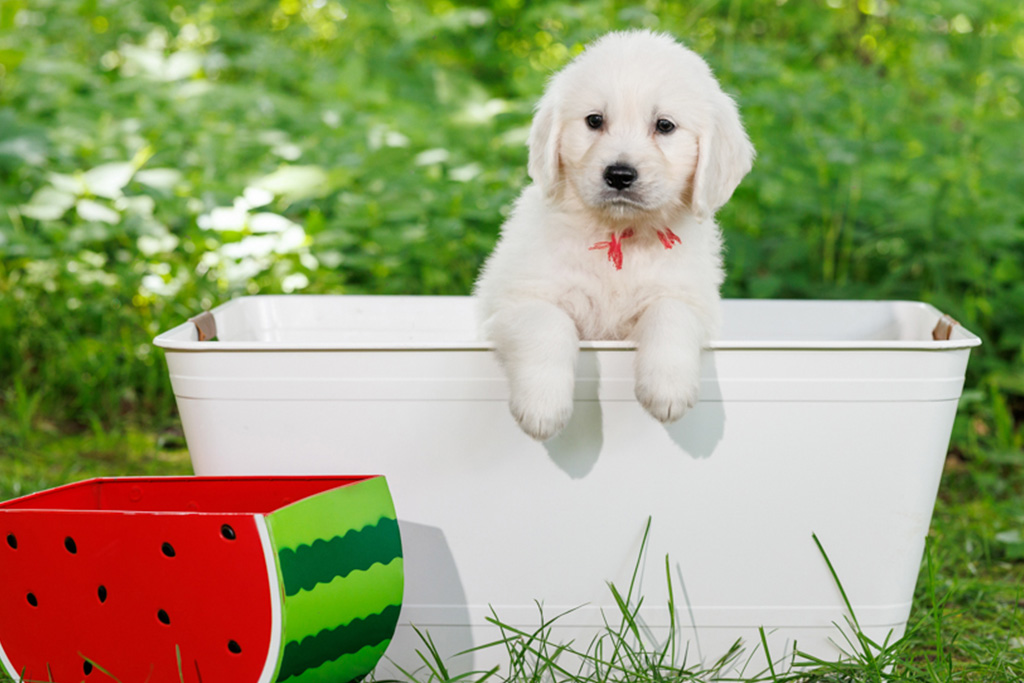 What Your Golden Needs Before Their First Vacation Trip
