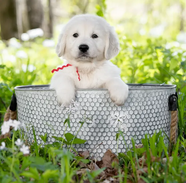 small puppy holding itself up in a basket
