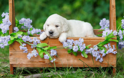 How to Help Your English Cream Golden Retriever Thrive in a Busy Household