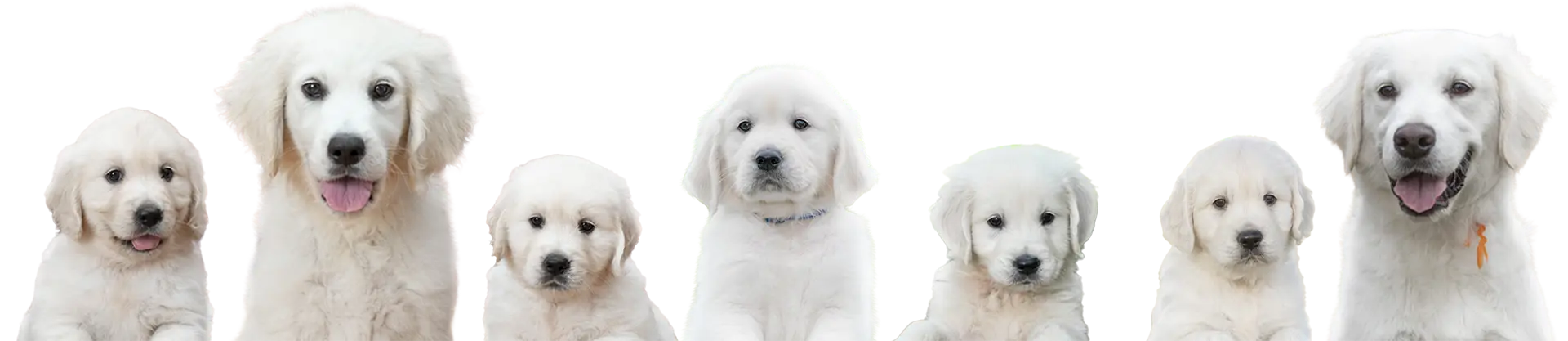Puppies
