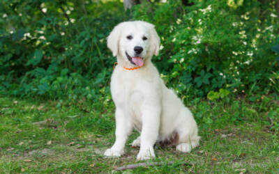 How to Encourage Your Golden’s Natural Scenting Instincts at Home