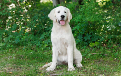 What to Expect During Your English Cream Golden Retriever’s Adolescent Stage