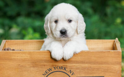 Can English Cream Golden Retrievers Be Left Alone During the Workday?