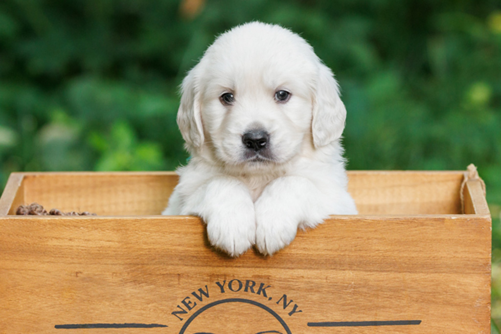 Can English Cream Golden Retrievers Be Left Alone During the Workday?