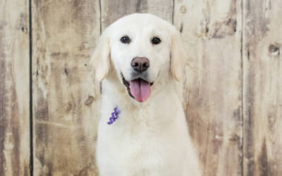 How to Introduce Your English Cream Golden Retriever to a New Baby