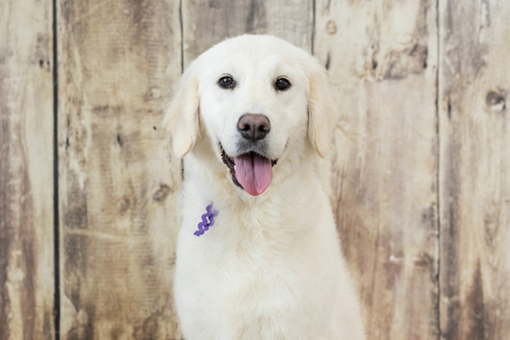 How to Introduce Your English Cream Golden Retriever to a New Baby
